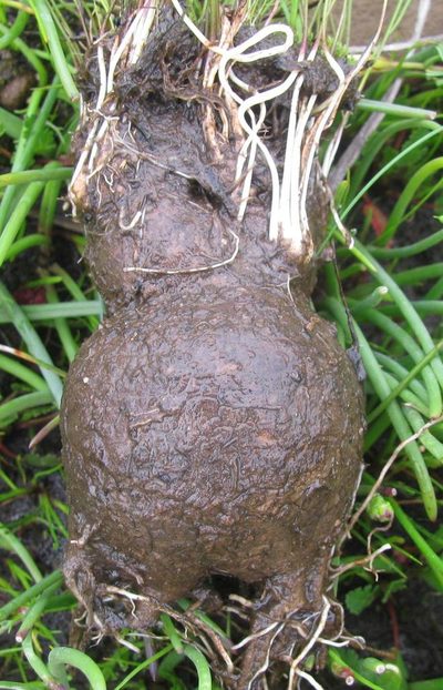 Othonna stenophylla, photographed by douglaseustonbrown