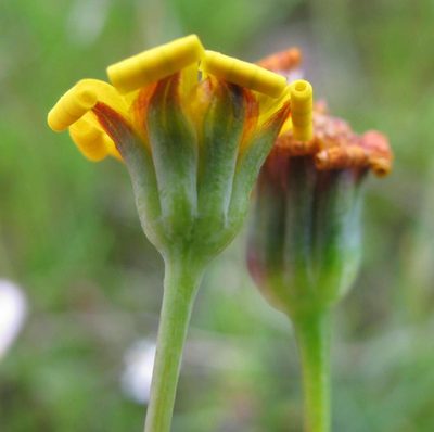 Othonna stenophylla, photographed by douglaseustonbrown