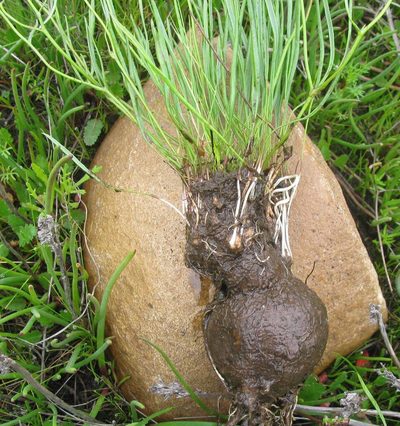Othonna stenophylla, photographed by douglaseustonbrown