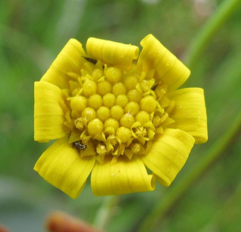 Othonna stenophylla, photographed by douglaseustonbrown