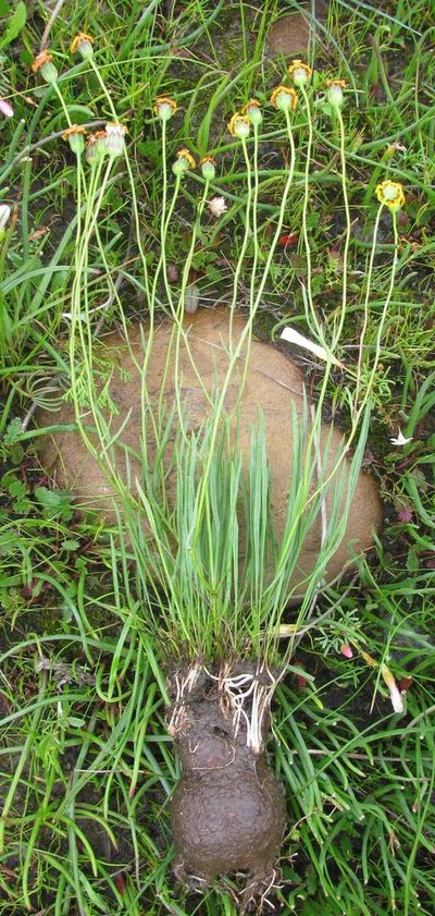 Othonna stenophylla, photographed by douglaseustonbrown