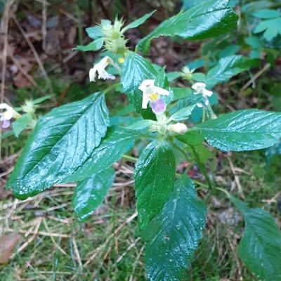 Galeopsis speciosa, photographed by bogsuckers