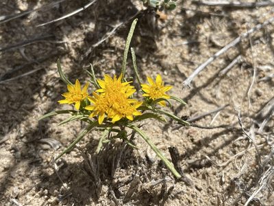 Pectis angustifolia, photographed by Bobby McCabe