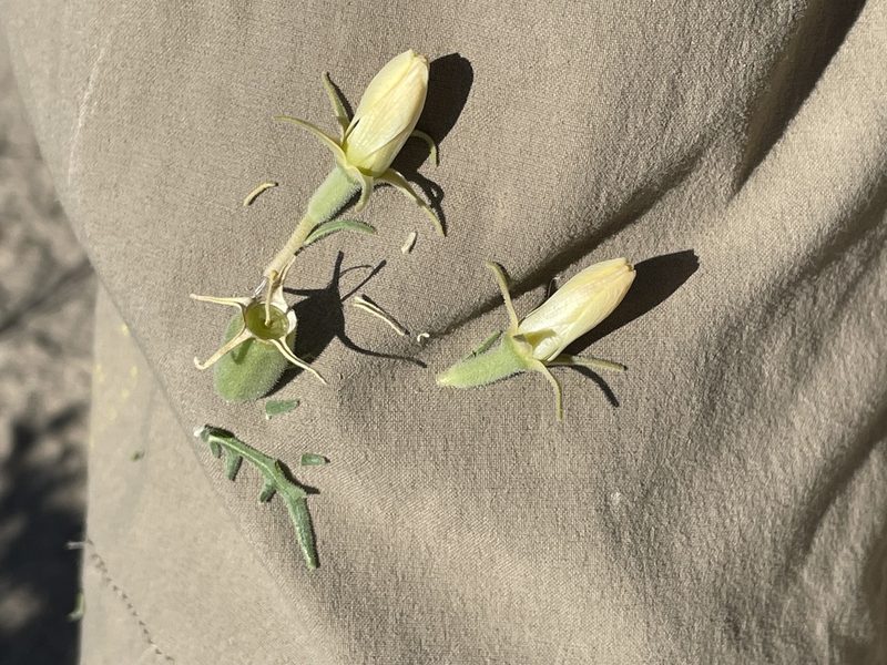 Mentzelia multiflora, photographed by Bobby McCabe