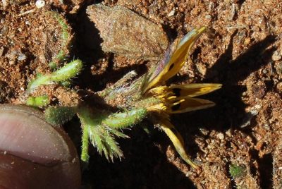 Gorteria corymbosa, photographed by Tony Rebelo