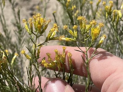 Chrysothamnus greenei, photographed by Bobby McCabe