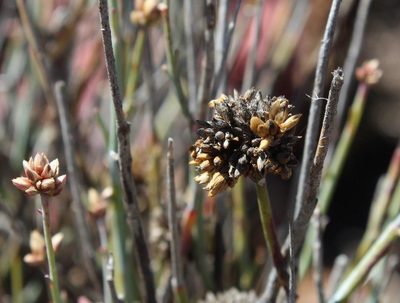 Hermbstaedtia glauca, photographed by Tony Rebelo