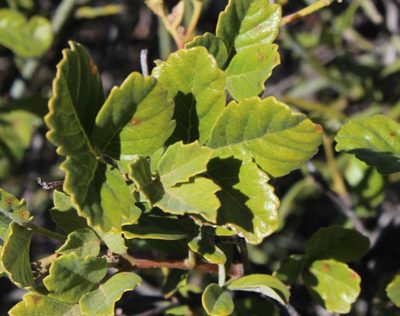 Searsia populifolia, photographed by Tony Rebelo
