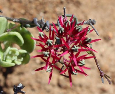 Microloma calycinum, photographed by Tony Rebelo