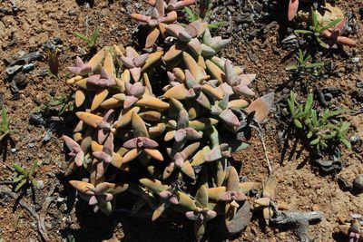 Crassula grisea, photographed by Tony Rebelo