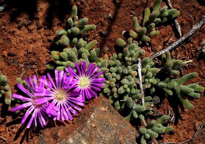 Drosanthemum oculatum, photographed by Tony Rebelo