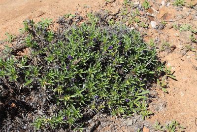 Aptosimum viscosum, photographed by Tony Rebelo