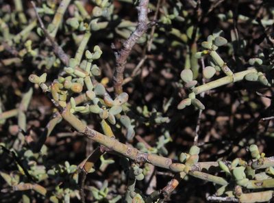Zygophyllum retrofractum, photographed by Tony Rebelo