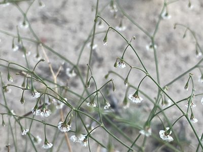 Eriogonum cernuum, photographed by Bobby McCabe