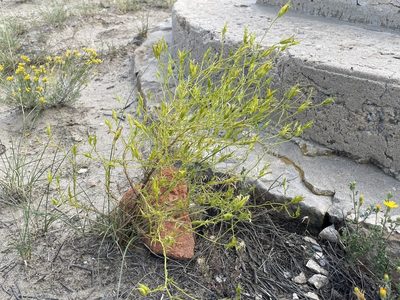 Cordylanthus wrightii, photographed by Bobby McCabe