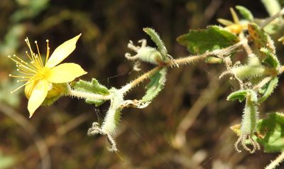 Mentzelia oligosperma, photographed by saltyhiker
