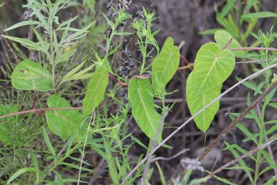 Cynanchum rostellatum, photographed by Nina Filippova