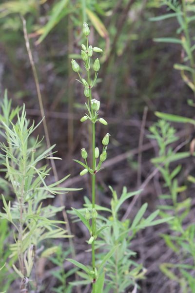 Silene firma, photographed by Nina Filippova