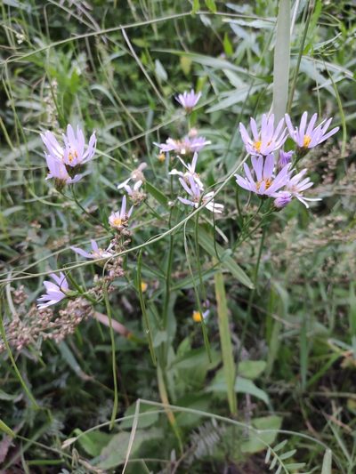 Aster tataricus, photographed by Юлия