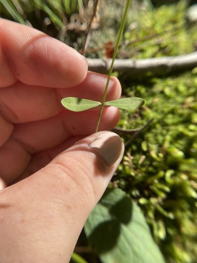 Linum medium, photographed by Bonnie Semmling