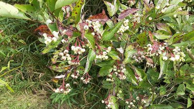 Cornus racemosa, photographed by Larry Jensen