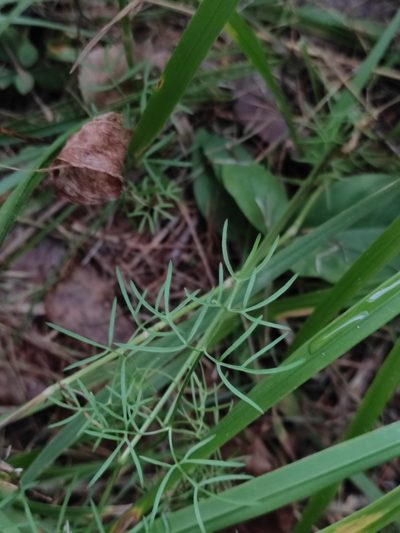 Ostericum tenuifolium, photographed by Юлия