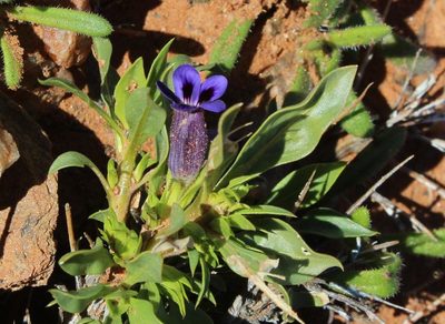 Aptosimum viscosum, photographed by Tony Rebelo