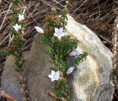 Roella squarrosa, photographed by Caroline Voget