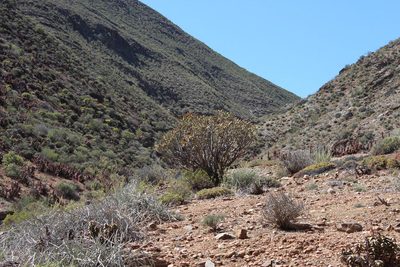 Aloidendron ramosissimum, photographed by Tony Rebelo