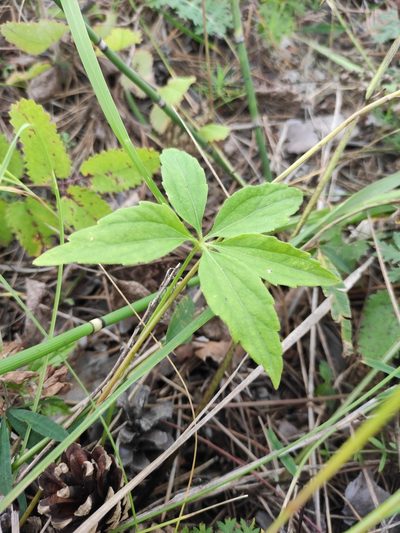 Viola dactyloides, photographed by Юлия
