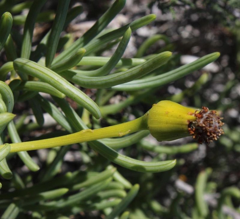Senecio aloides, photographed by Tony Rebelo