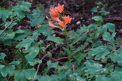 Lycoris sanguinea, photographed by WATANABE Hitoshi 渡辺仁