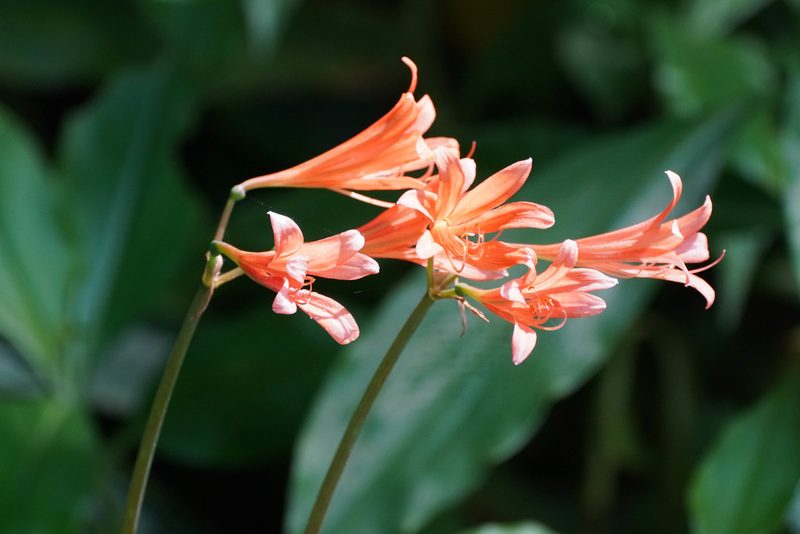 Lycoris sanguinea, photographed by WATANABE Hitoshi 渡辺仁