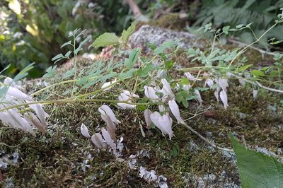 Adlumia fungosa