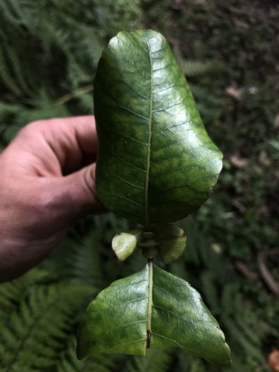 Weinmannia balbisiana, photographed by Nicolás Baresch Uribe