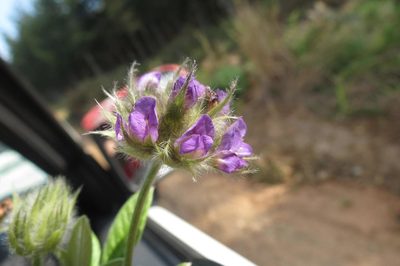 Afrolobium sericeum, photographed by Brian du Preez