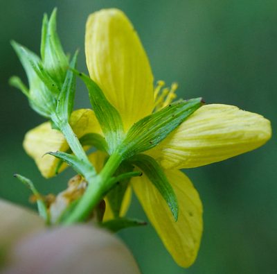 Hypericum tetrapterum, photographed by Patrick Hacker