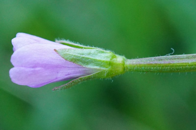 Epilobium parviflorum, photographed by Patrick Hacker