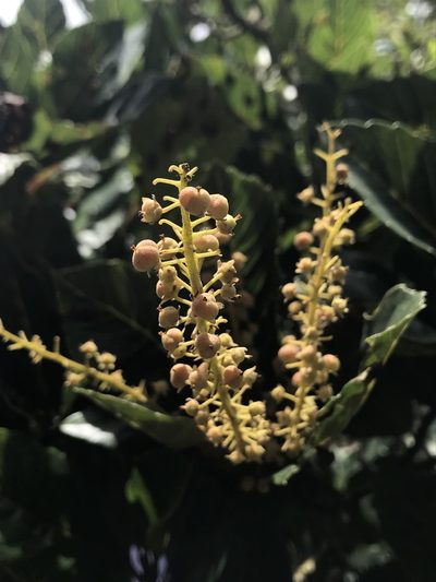 Clethra fagifolia, photographed by Nicolás Baresch Uribe