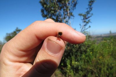 Elegia fistulosa, photographed by Brian du Preez