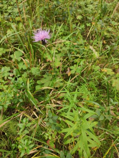 Cirsium serratuloides, photographed by Юлия