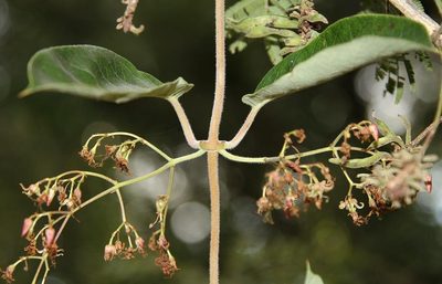 Tacazzea apiculata, photographed by Wynand Uys