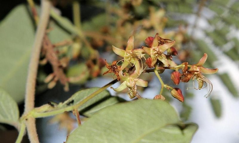 Tacazzea apiculata, photographed by Wynand Uys