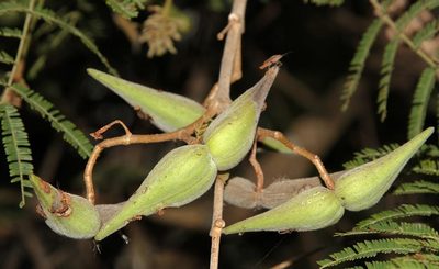 Tacazzea apiculata, photographed by Wynand Uys