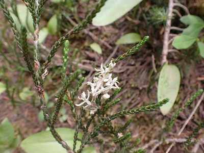 Cassiope mertensiana, photographed by John Brew