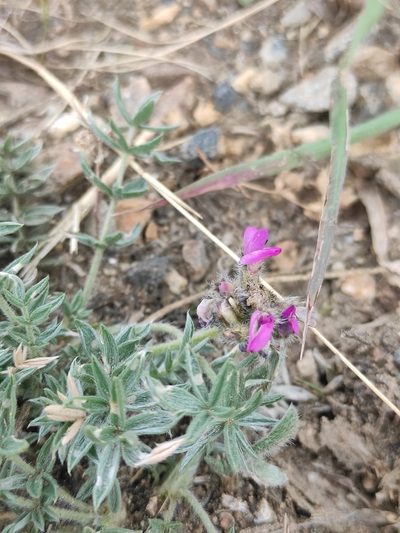 Oxytropis turczaninovii, photographed by Юлия