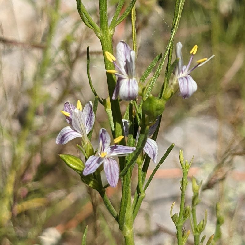 Carlowrightia linearifolia, photographed by Dominic Gentilcore