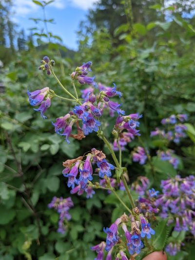 Penstemon wilcoxii, photographed by Jacob Saucier