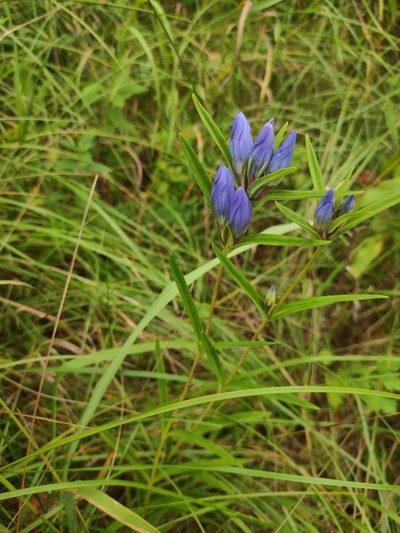 Gentiana triflora, photographed by Юлия