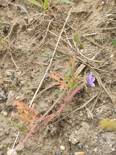 Erodium stephanianum, photographed by Юлия